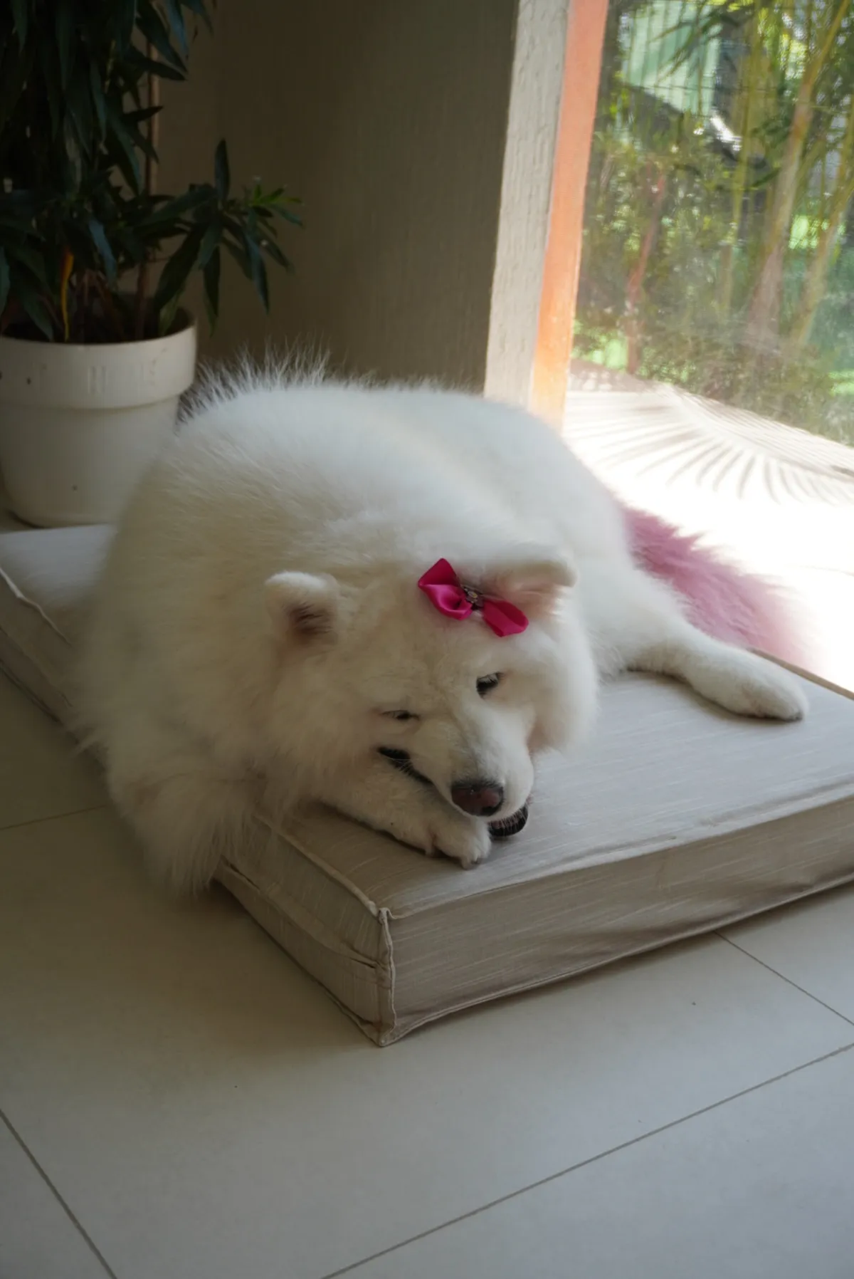 Cão descansando em um ambiente confortável