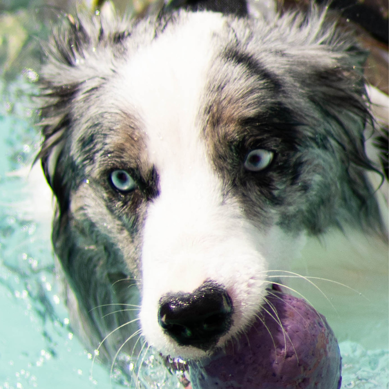 zoe-pet-spa-natal-hospedagem-para-caes-cachorros-natal-rn-tosa-1.png
